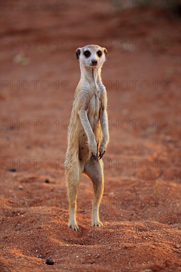 Meerkat