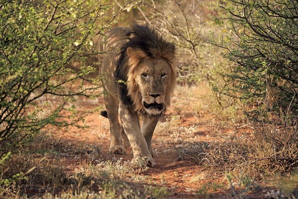 Kalahari lion