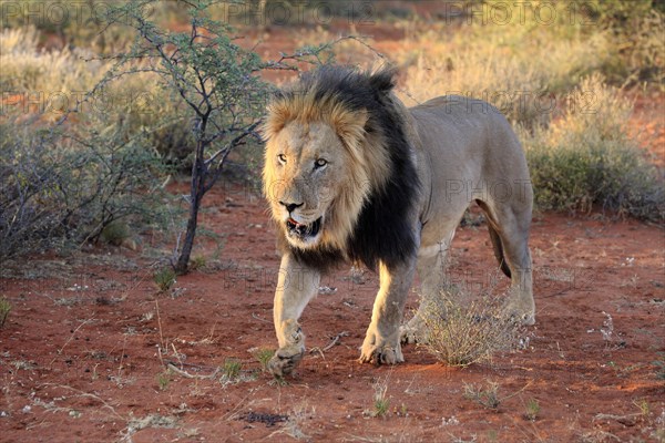 Kalahari lion