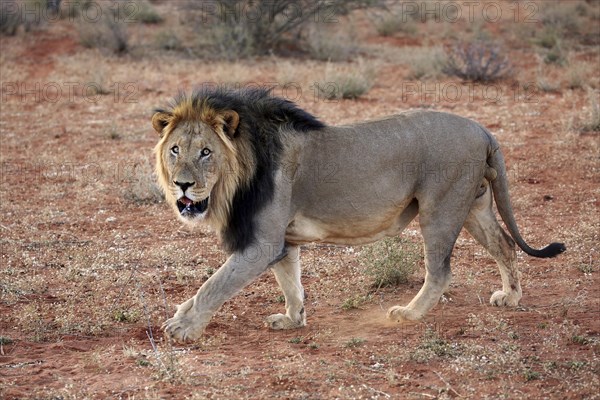 Kalahari lion