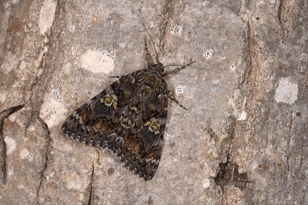 Dark Crimson Underwing