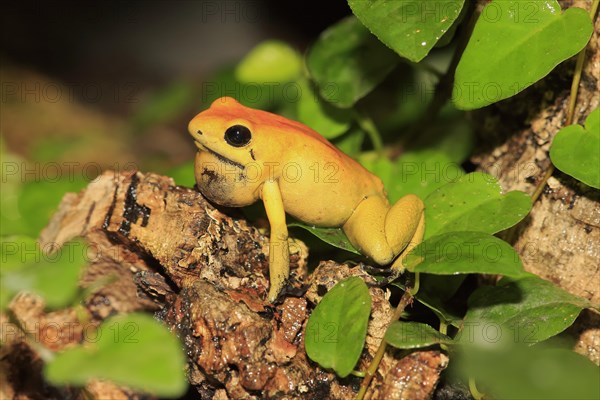 Black-legged Poison Arrow Frog