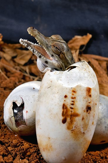 West African slender-snouted crocodile