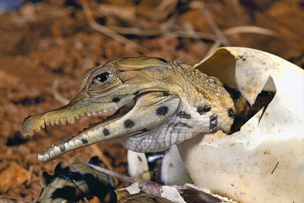 West African slender-snouted crocodile