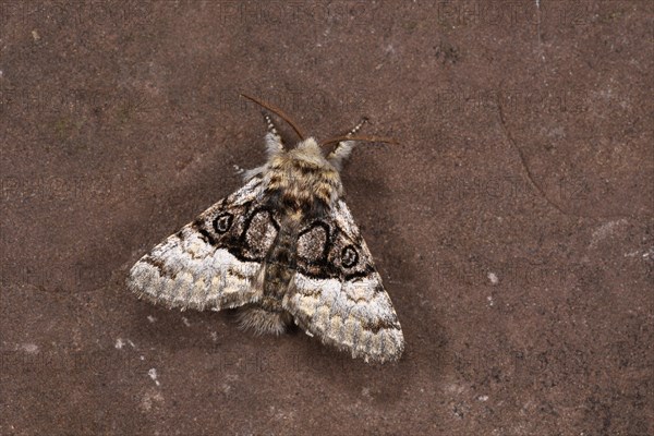 Nut-tree Tussock Moth