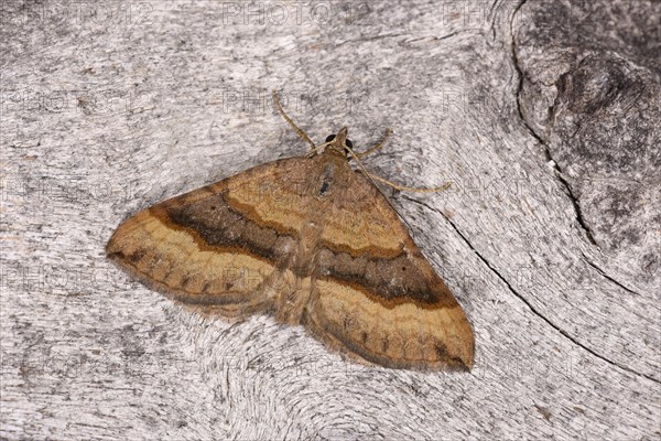 Shaded Broad-bar Moth