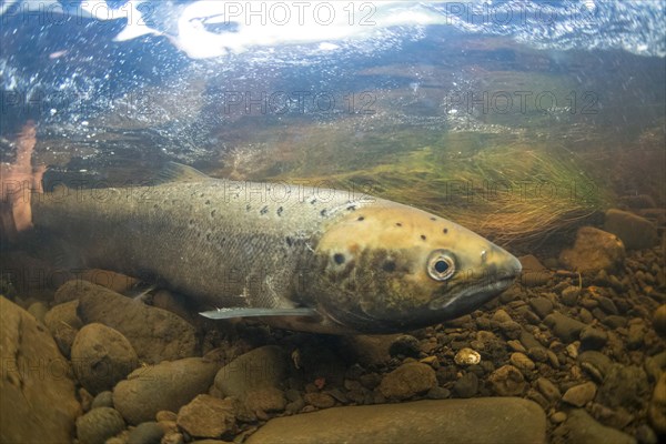 Atlantic Salmon