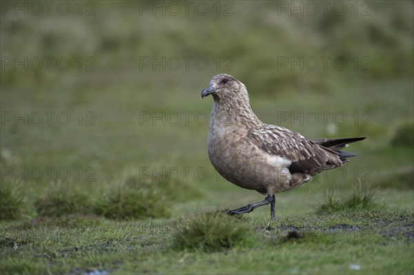 Great Skua