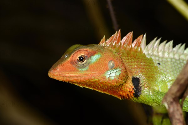 Common Green Forest Lizard