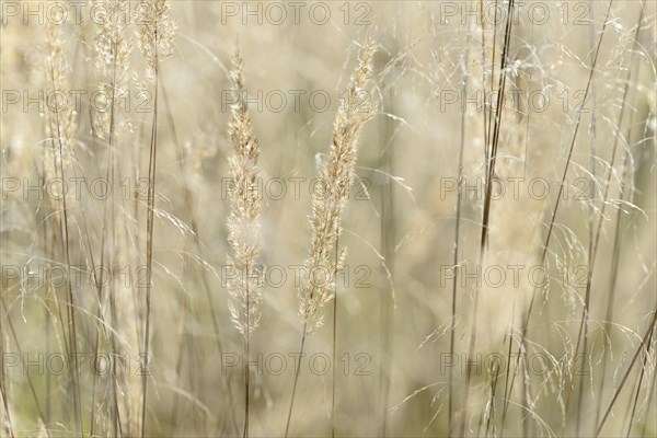 Small reeds