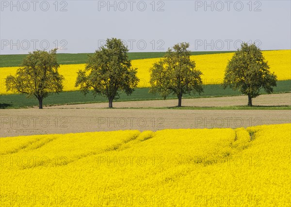 Trees between flowering rape fields