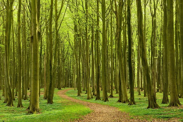 Hiking trail winds through semi-natural