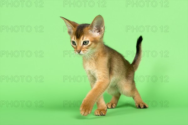 Abyssinian cat