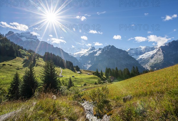 Small stream in bright sunshine