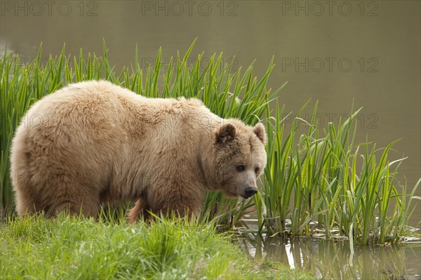 European Brown bear