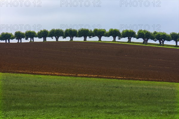 Dutch Lime Alley