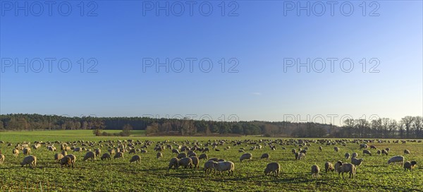 Sheep herd