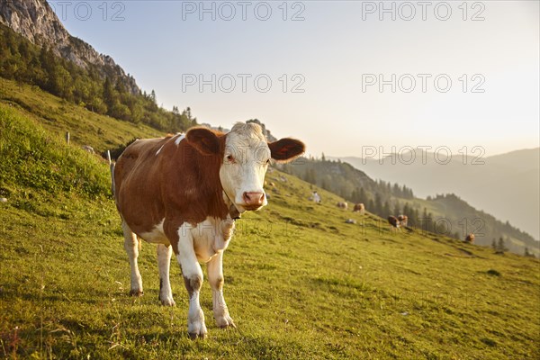 Cattle (Bos taurus)