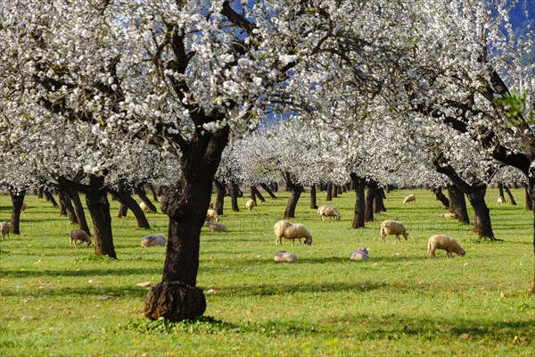 Almond blossom