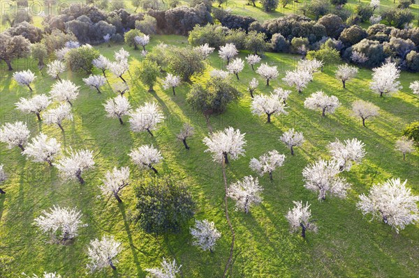 Almond blossom