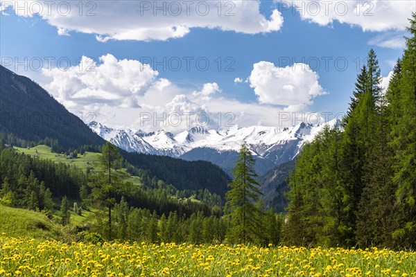 Yellow flowering meadow with snow-covered mountains in the background