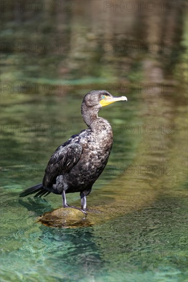 Double-crested cormorant (Phalacrocorax auritus)