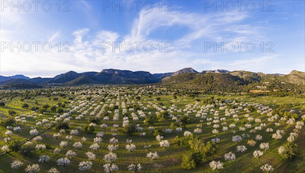 Almond blossom