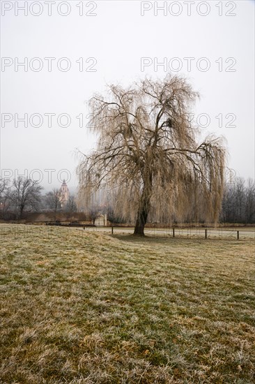 Willow (Salix) in winter with church
