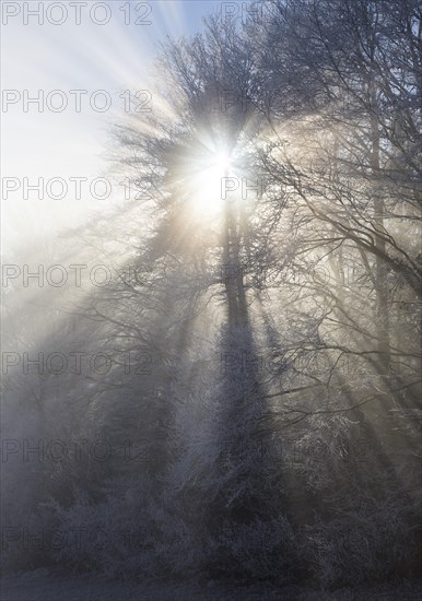Forest with sunrays in the fog