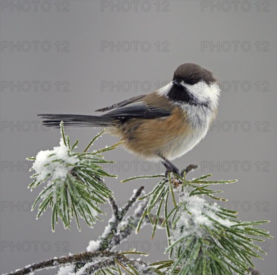 Grey-headed Chickadee (Poecile cinctus)