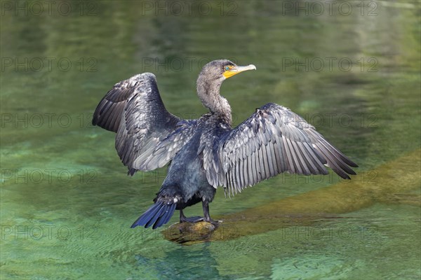 Double-crested cormorant (Phalacrocorax auritus)