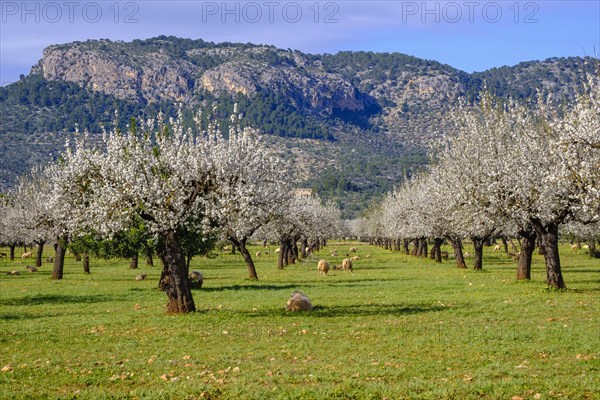 Almond blossom