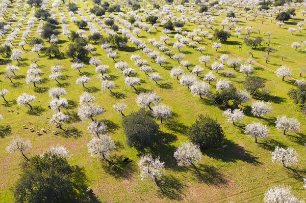 Almond blossom