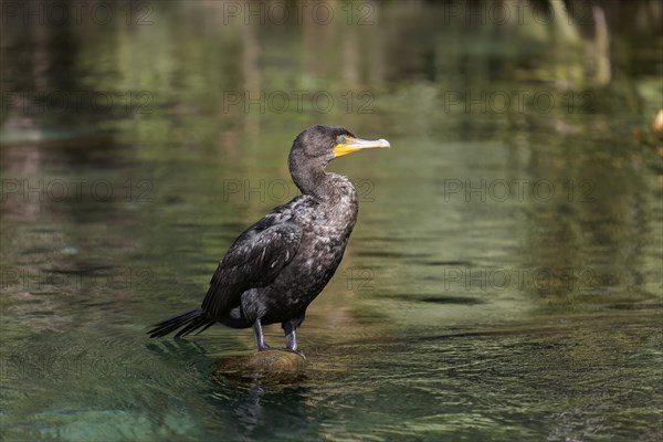 Double-crested cormorant (Phalacrocorax auritus)