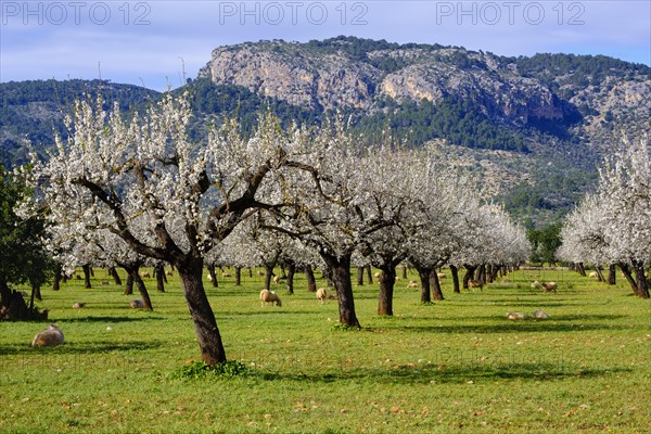 Almond blossom