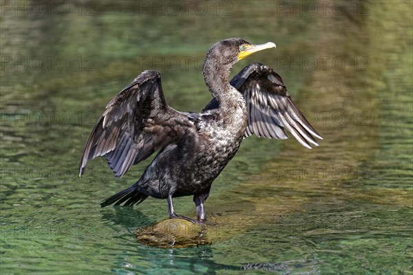 Double-crested cormorant (Phalacrocorax auritus)