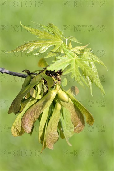 Silver Maple (Acer saccharinum)