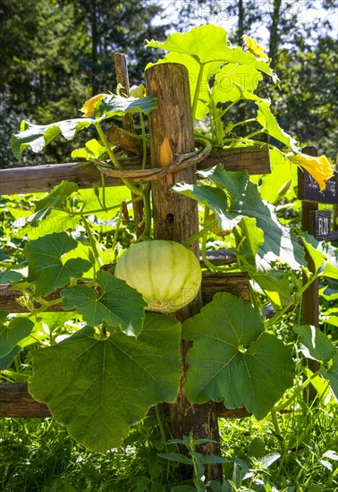 Farmer's garden