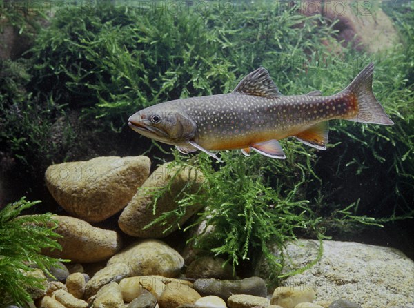 Brook trout