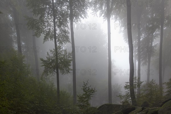 Sea of rocksin morning mist