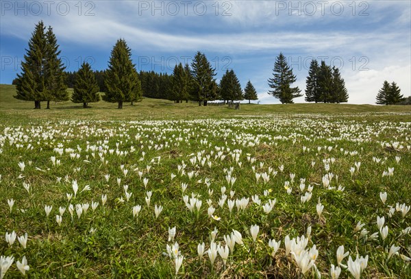 White Crocus flowers (Crocus) on the alpine pasture in front of a Spruces forest (Picea)