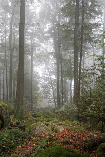 Sea of rocksin morning mist