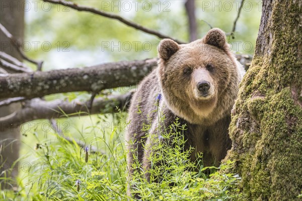 European brown bear (Ursus arctos arctos) in forest