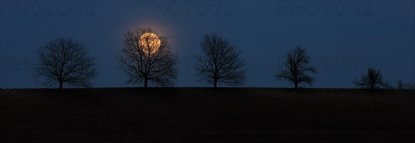 Full moon behind a row of trees