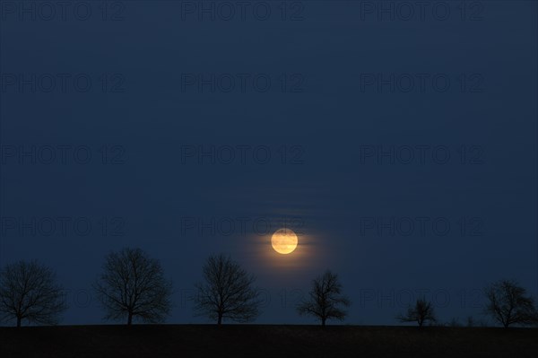 Full moon behind a row of trees