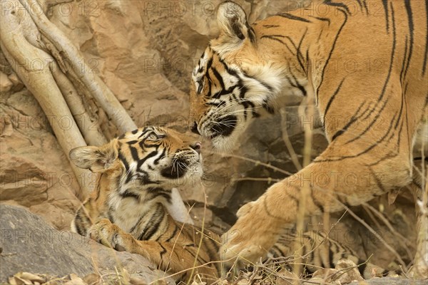 Tiger (Panthera tigris tigris)