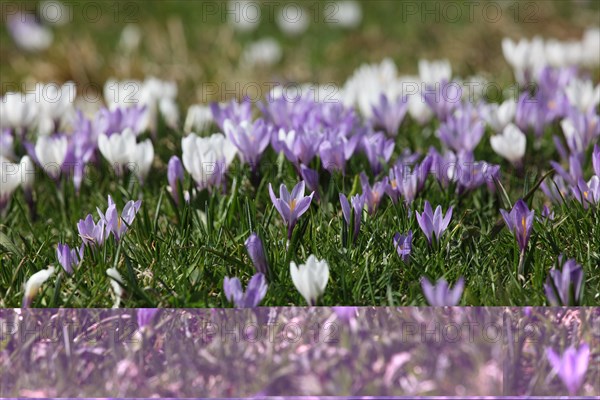 Crocus flower (Crocus) in the Allgaeu Alps