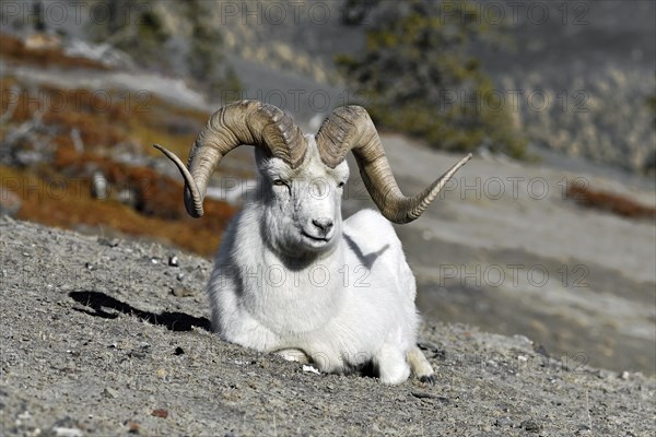 Dall's ram (Ovis dalli)