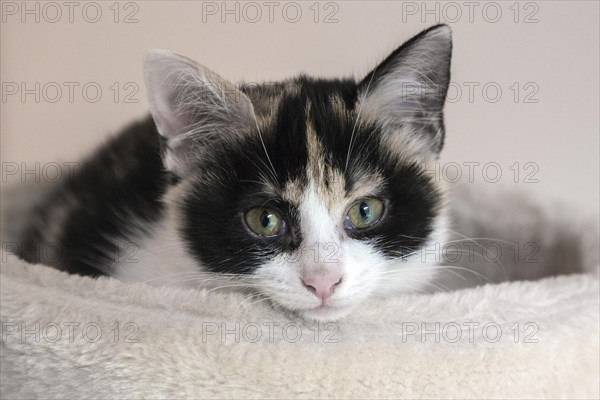 Young cat (Felis silvestris catus)