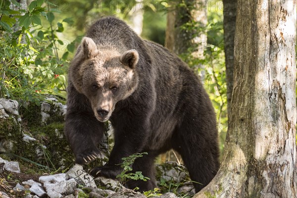 European brown bear (Ursus arctos arctos) in forest